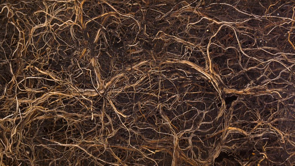 Root Growth - Canadian Organic Growers